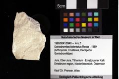 Foto (Objket + Etiketten) von Goniodromites bidentatus (Reuss, 1859) 